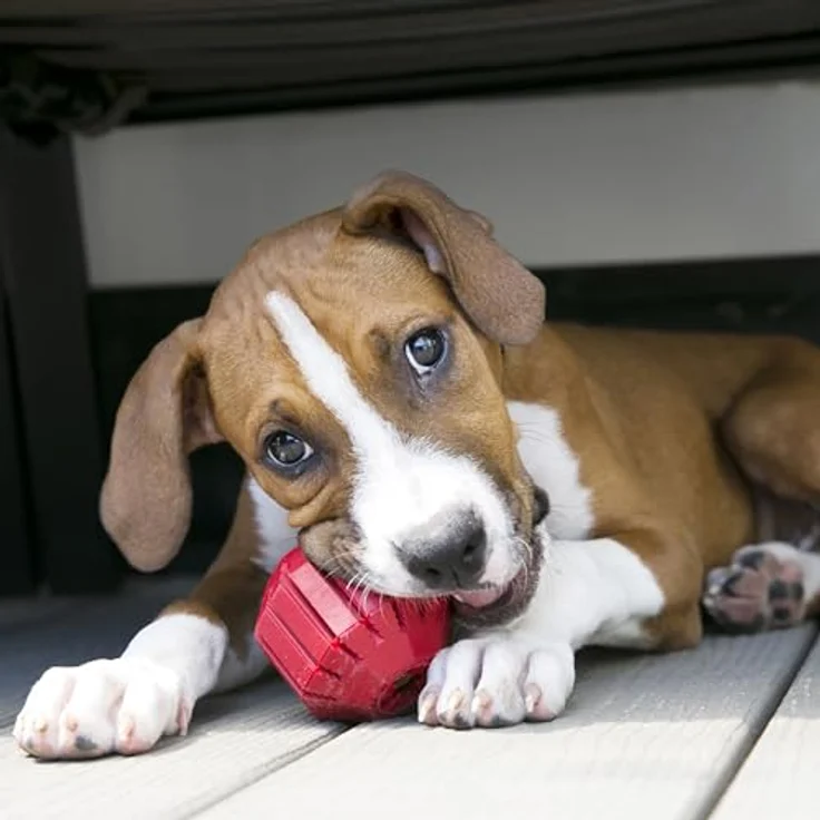 KONG Stuff-A-Ball, Langlebiges Kauspielzeug aus Gummi für kleine Hunde, Zahngesundheit & Zahnreinigung, Befüllbar für Leckerlis und Snacks – Bild 2