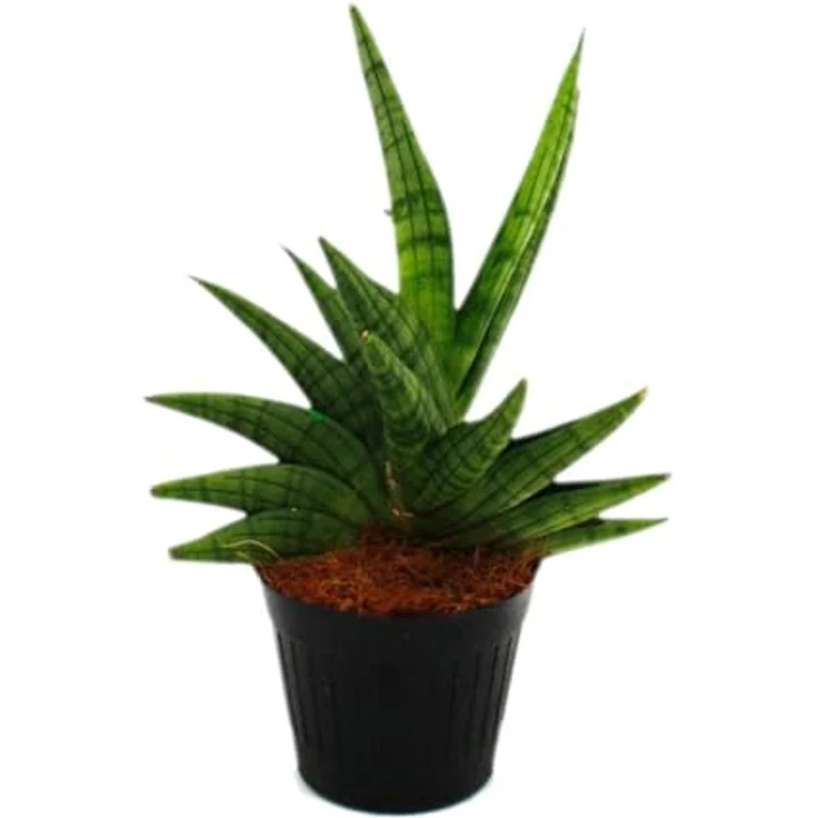Exotenherz Sansevieria Helios Schraubenbogenhanf, schwarze Zimmerpflanze 11cm Topf, ca. 20cm hoch, pflegeleicht und elegant – Bild 3