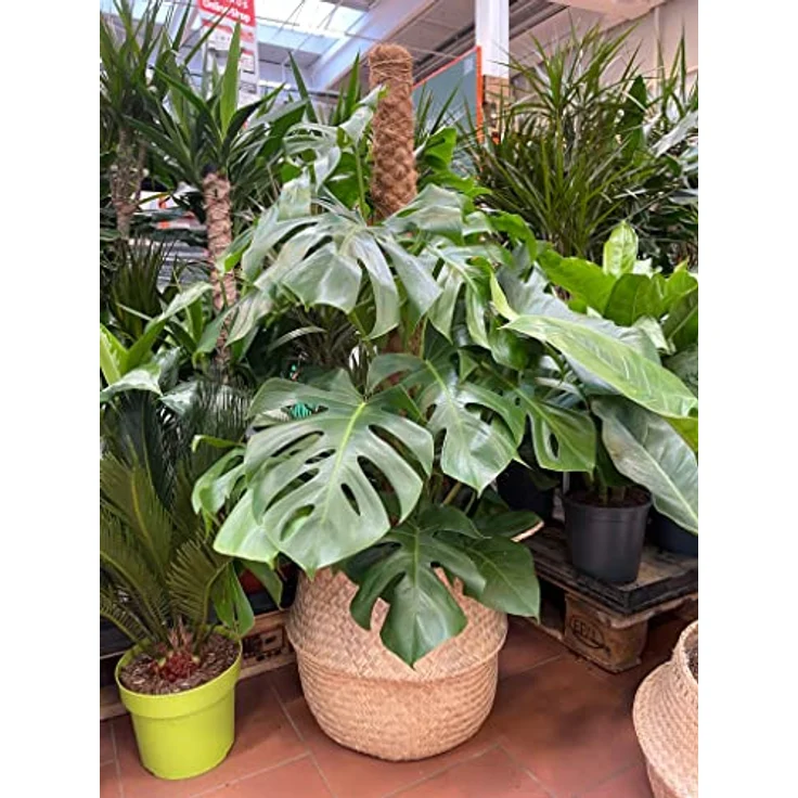Garten Lux Premium Monstera Erde – 2L- 4-Komponenten – Erde für Fleischfressende Pflanzen- entwässernde Erde für die Aufzucht und Umpflanzung – Bild 4