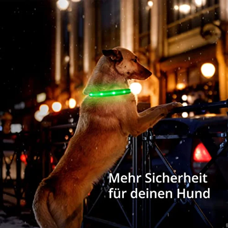 Leuchthalsband für Hunde [Das Original] Leuchtendes LED Hundehalsband zum spazieren gehen auch im Dunkeln- sehr Lange Akkulaufzeit – Sicher Dank hochwertigem Metallverschluss – Bild 5