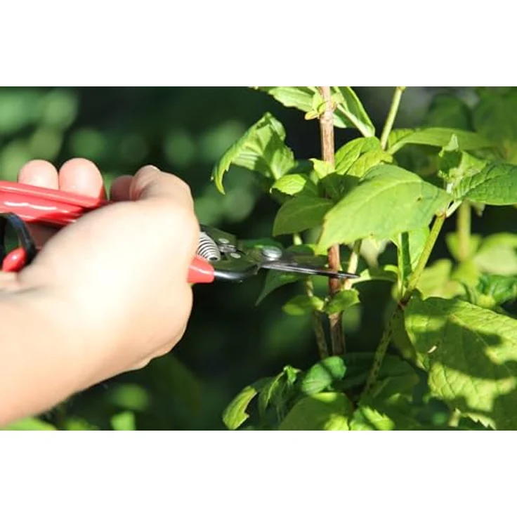 Ars 300SS, Traubenschere, 1228-00 mittelgroß 17,1 cm 100g Gartenschere Leseschere Ernteschere – Bild 8
