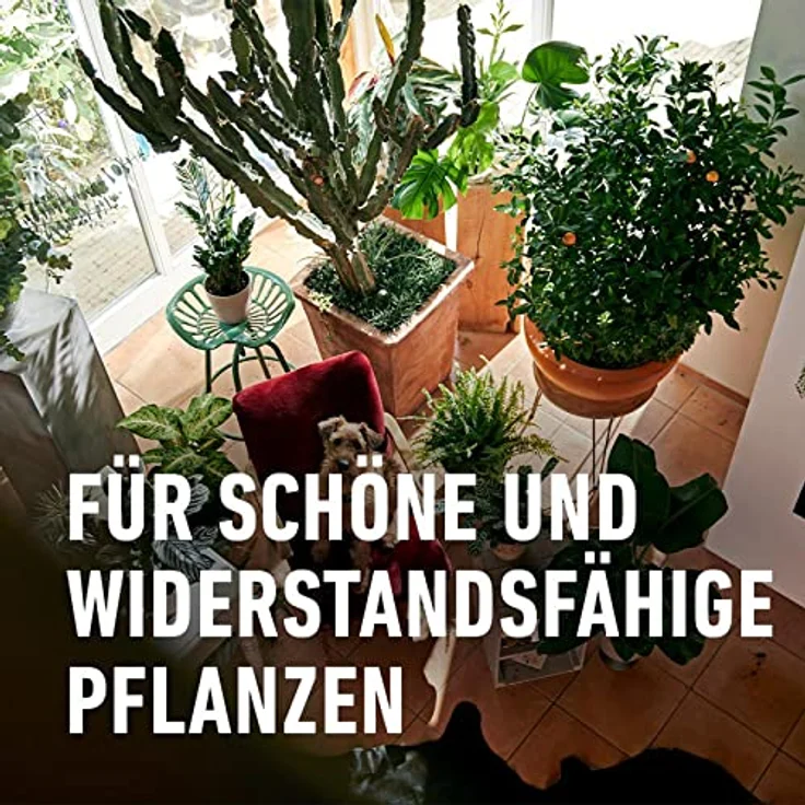 Compo Blumendünger mit Guano flüssig 2,5 Liter – Bild 5