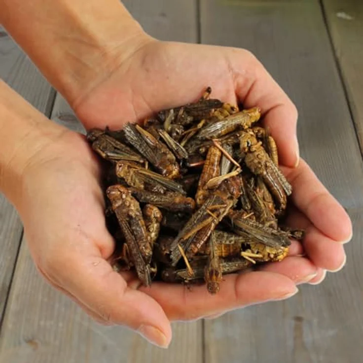 Lyra Pet® Heuschrecken getrocknet, 1 kg - Reich an Proteinen (58%), für Vögel, Nager, Fische & Reptilien, ohne Zusatzstoffe, natürliches Terrarienfutter – Bild 5