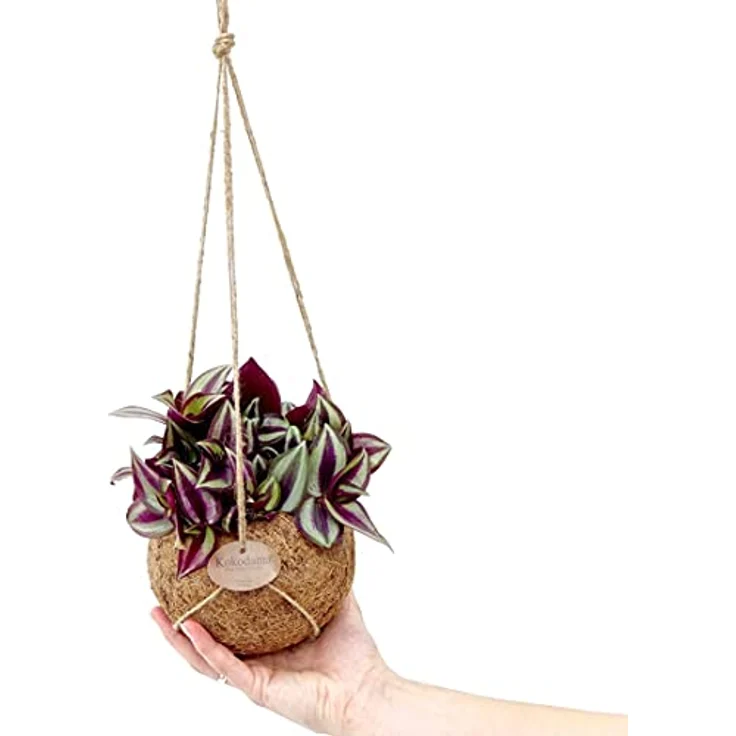 Exotenherz Kokodama Tradescantia Zebrina, Hängende Dreimasterblume im handgefertigten Kokosgefäß, ca. 15cm – Bild 3