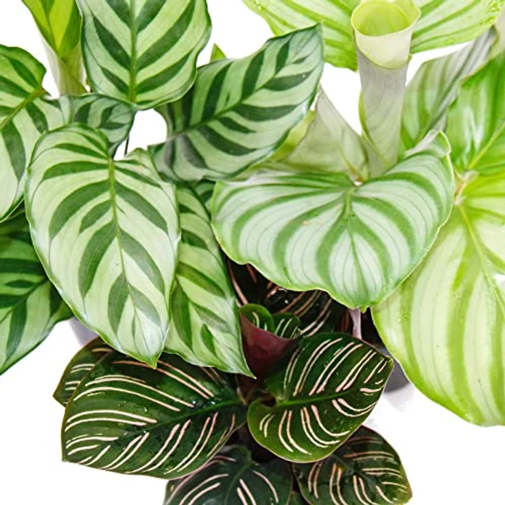 Exotenherz Calathea 3er Set, Schattenpflanzen mit ausgefallenem Blattmuster, 7cm Topf, ca. 20cm hoch – Bild 3