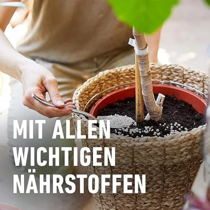 Compo Mediterrane Pflanzen Langzeit-Dünger, 1,5 kg Beutel – Bild 5