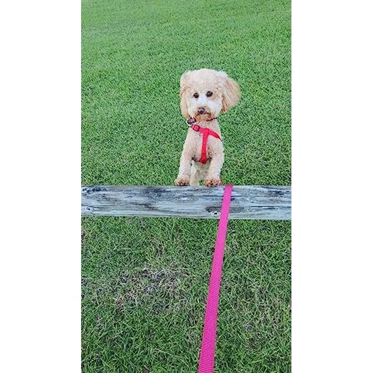 Flamingo Ziggi, Hundeleine 130cm aus strapazierfähigem Nylon, rosa, 20mm – Bild 3