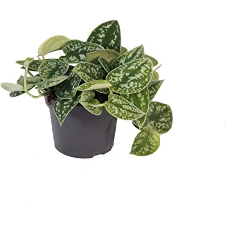 Exotenherz Efeututen Set, 2 verschiedene Pflanzen - Scindapsus Pictus Argyreus und Epipremnum Aureus, Topfgröße 12 cm, Höhe 15-20 cm – Bild 3