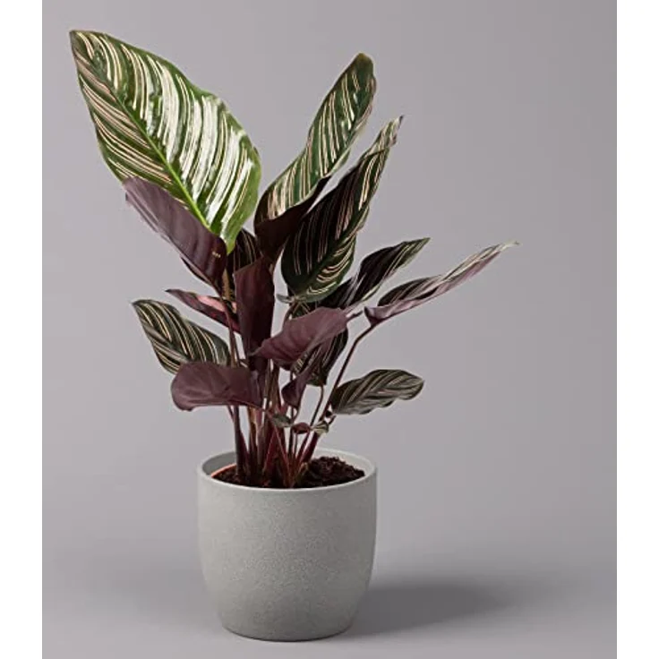 Exotenherz Calathea Ornata, Schattenpflanze mit schwarzem Blattmuster und rosa Akzenten, 14cm Topf, ca. 50cm hoch – Bild 1