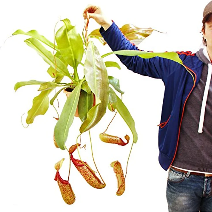 Exotenherz Nepenthes Maxima Riesen-Kannenpflanze, Ampeltopf mit bis zu 35 cm großen Kannen, tropische Fliegenfängerpflanze – Bild 2