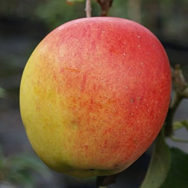 Apfel Rebella Busch, im 10L-Container