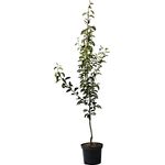 Birne Williams Christ Busch, im 10L-Container, saftig-süßes Fruchtfleisch, muskatartiges feines Aroma