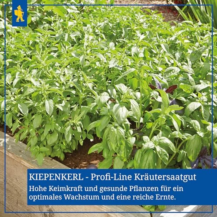 Kiepenkerl Bärlauch Waldknoblauch Allium ursinum – Bild 7