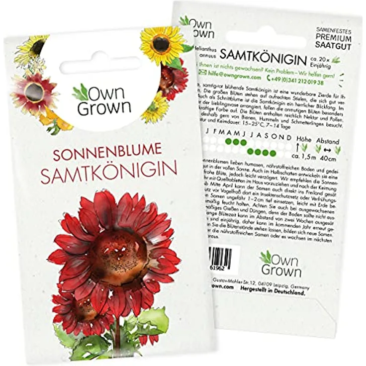 Sonnenblumen Saatgut Für Rote Sonnenblume Sorte Samtkönigin (Helianthus Annuus): Samtknigin