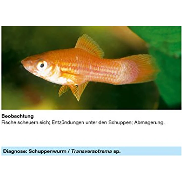sera Phyto med Tremazid 30 ml - Pflanzlicher Wasseraufbereiter gegen Haut- und Kiemenwürmer, hochwirksames Arzneimittel für Zierfische – Bild 3