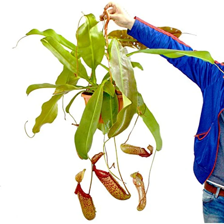 Exotenherz Nepenthes Maxima Riesen-Kannenpflanze, Ampeltopf mit bis zu 35 cm großen Kannen, tropische Fliegenfängerpflanze – Bild 1