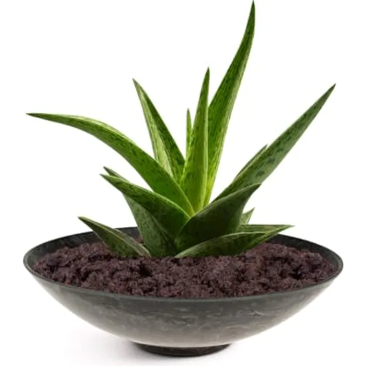 matches21 wetterfeste Pflanzschale für draussen - große Dekoschale in schwarz marmoriert als Blumenschale - Flache Garten Schale in 25 cm für Blumen, Bonsai oder Friedhof Grab-Schmuck