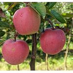 Apfel Gloster Busch, im 10L-Container