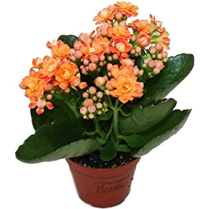 Exotenherz Minikalanchoe Rosalina Set, 3 verschiedene Pflanzen Flammendes Käthchen, 5,5 cm Topf, pflegeleicht und blühend – Bild 5