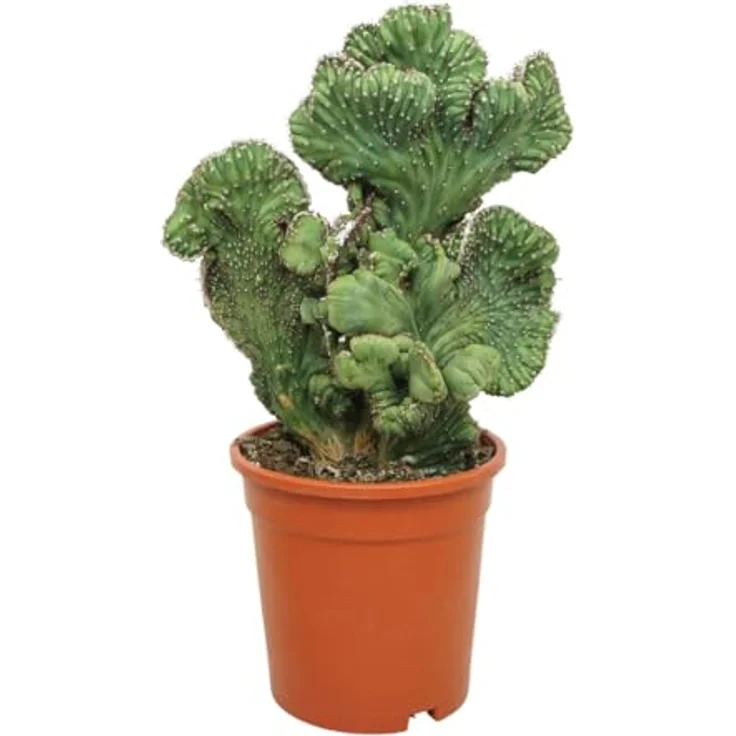 Exotenherz Myrtillocactus geometrizans cristata, Heidelbeerkaktus in Kammform, hellblau, 17 cm Topf – Bild 2