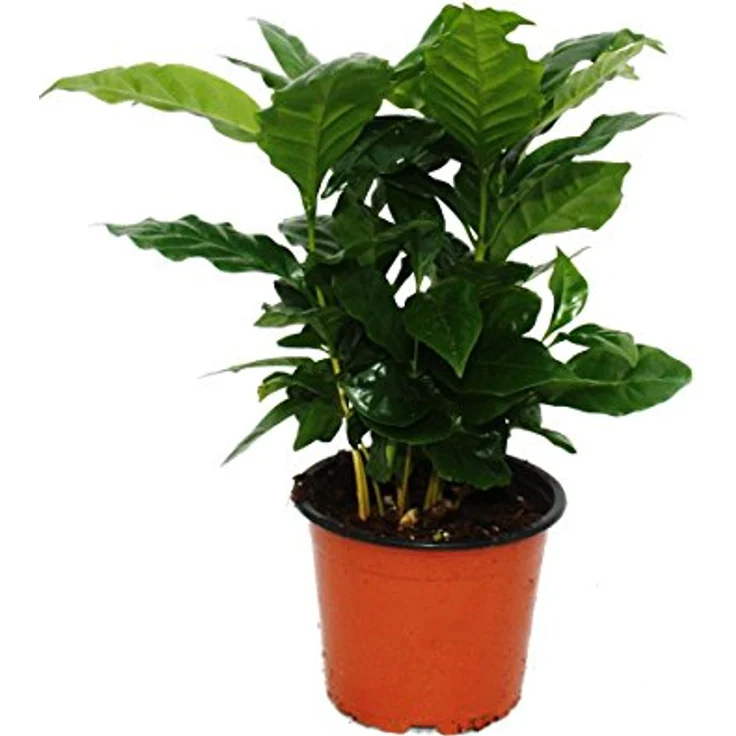 EXOTENHERZ - Kaffee Pflanze (Coffea arabica) 1 Pflanze - Zimmerpflanze – Bild 2