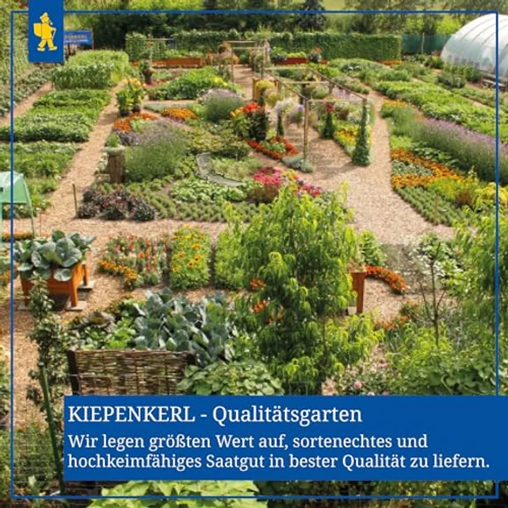 Kiepenkerl Zucchini Courcourcelle von Tripolis – Bild 8
