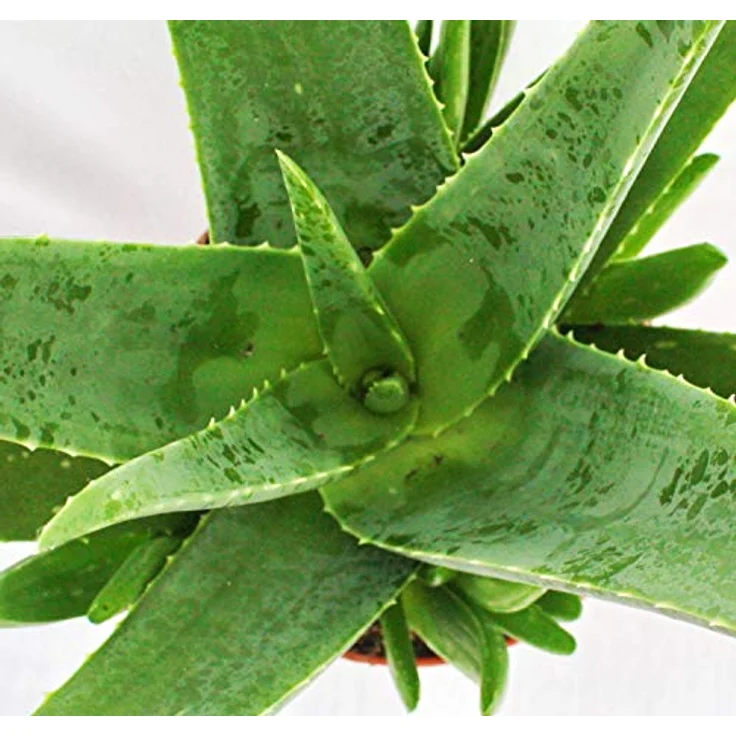Exotenherz Aloe Vera, ca. 7-8 Jahre alte Zimmerpflanze im 21cm Topf, große Zierpflanze mit heilenden Eigenschaften – Bild 3