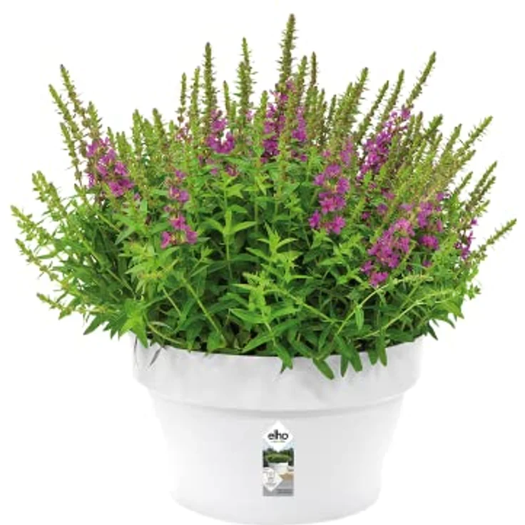 elho Loft Urban Schale 35 - Blumentopf für Außen - Ø 34.5 x H 20.2 cm - Weiß/Weiss – Bild 3