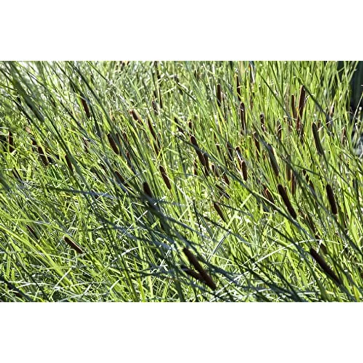 PlantaPro Typha latifolia, 9x9 cm Topf – Winterhart, Mehrjährig, Pflegeleicht – Breitblättriger Rohrkolben für Teichrand & Uferzone – Bild 3