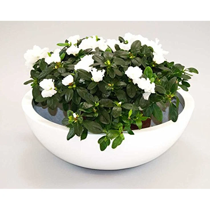 Elegant Einrichten Pflanzkübel Fiberglas Schale-Rund, Hochglanz Weiß, D34xH12cm, UV-beständig und frost-sicher – Bild 2