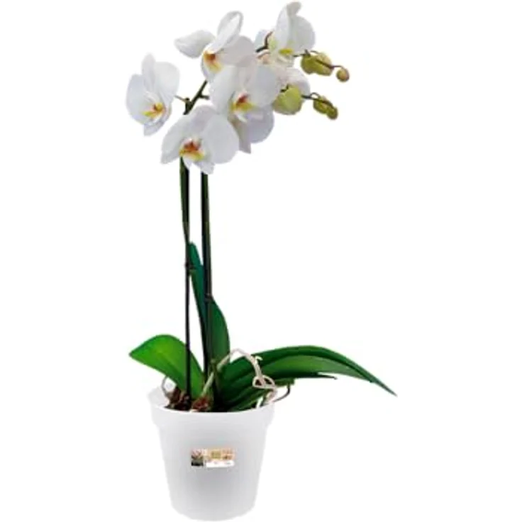 elho Green Basics Orchidee 13cm - Transparent/Transparent – Bild 3