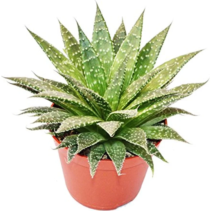Exotenherz Aloe Arristata, Große Zimmerpflanze im 12cm Topf, ca. 15-20cm hoch, pflegeleicht für helles Licht – Bild 1