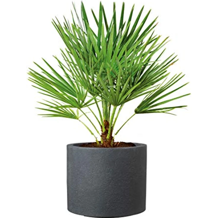Scheurich Panzano 50, Pflanzgefäß/Blumentopf/Pflanzkübel, rund, Farbe: Schwarz-Granit, hergestellt mit recyceltem Kunststoff – Bild 4
