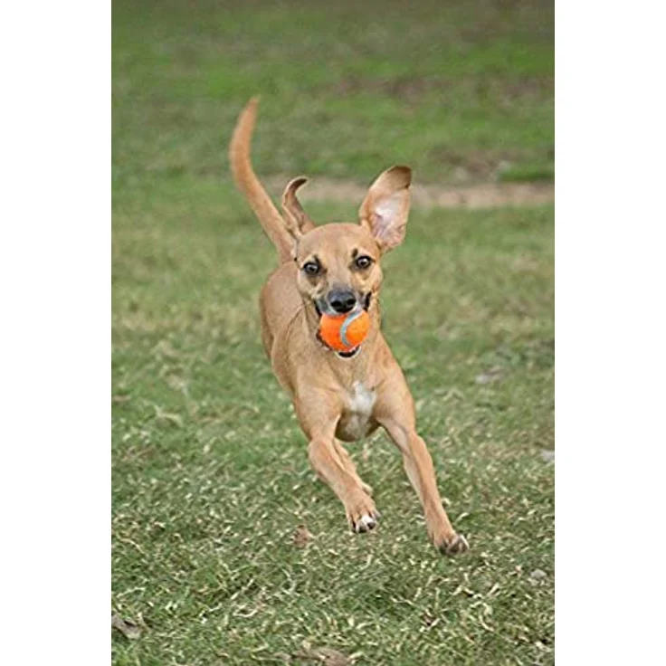 Chuckit 07101 Tennis ball Small, 2 Hundebälle kompatibel mit ballwerfer, S – Bild 4