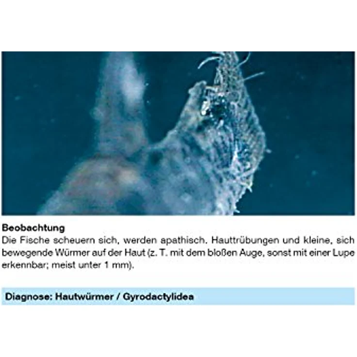 sera Phyto med Tremazid 30 ml - Pflanzlicher Wasseraufbereiter gegen Haut- und Kiemenwürmer, hochwirksames Arzneimittel für Zierfische – Bild 2