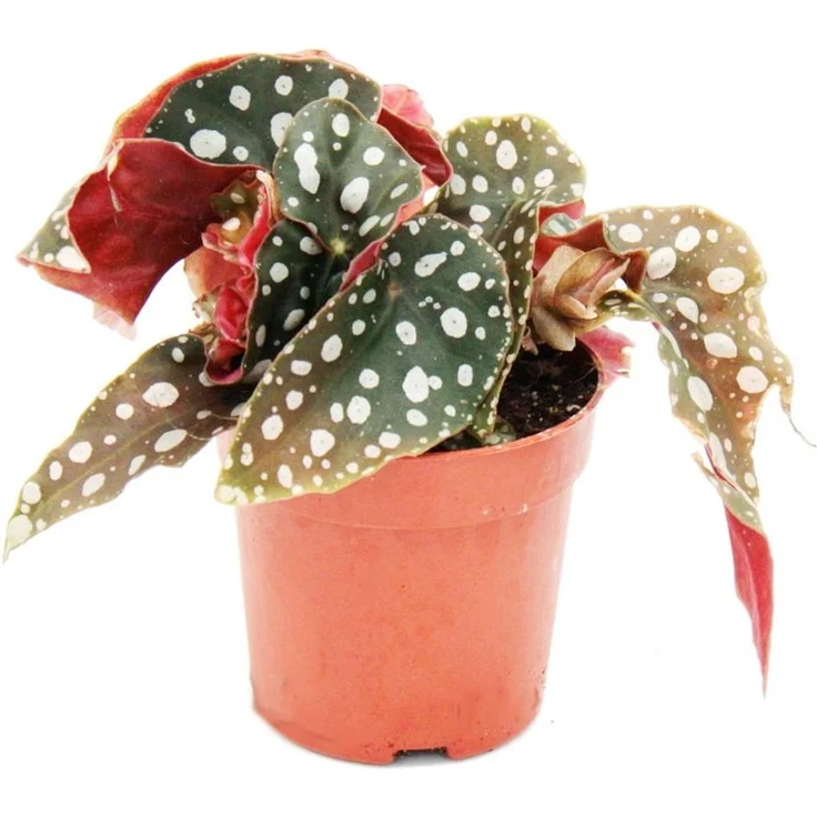 Exotenherz Polkadot Begonie Mini Forellenbegonie Begonia Maculata Wightii, Blattschmuckpflanze mit silbrigen Punkten, Topfgröße 7cm – Bild 1