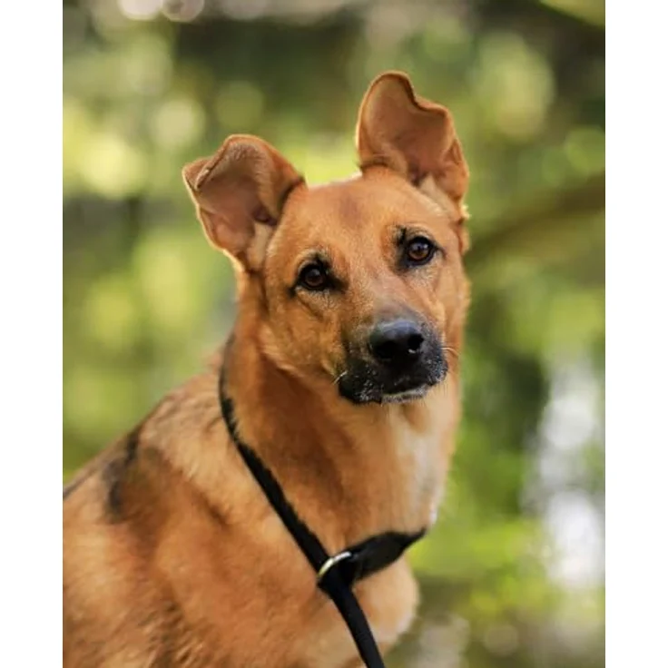 lionto Hundehalsband aus strapazierfähigem Nylon, Länge 55 cm, 1 cm dick, Zugstopp Halsband, Lederimitat mit Metallring, stufenlos verstellbar, schwarz – Bild 3