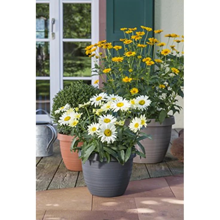 Scheurich Country Star, Pflanzgefäß aus Kunststoff, Metallic Grey, 25 cm Durchmesser, 18,6 cm hoch, 5 l Vol. – Bild 2