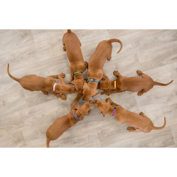 Trixie Welpenhalsbänder 6 Stück S-M (17-25 cm) – Bild 4