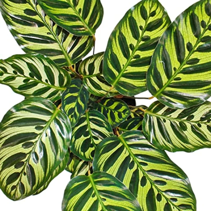 Exotenherz Calathea Makoyana, Schattenpflanze mit besonderem Blattmuster, 14cm Topf, ca. 35-40cm hoch – Bild 4