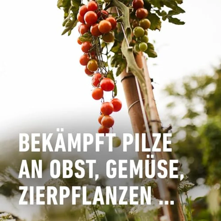 COMPO Duaxo Universal Pilz-frei 75ml – Bild 3