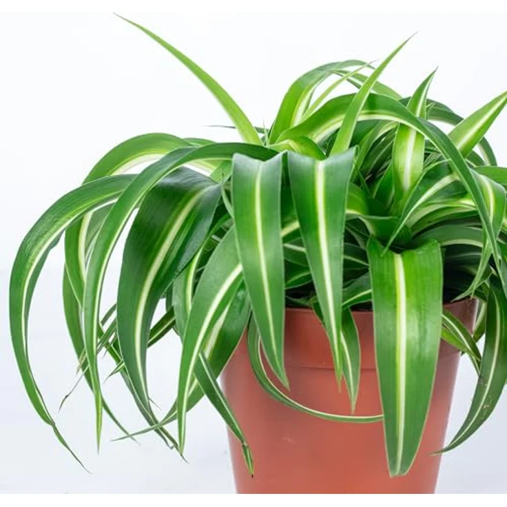 FLOWERBOX - Grünlilie Bonnie - Chlorophytum Comosum – Bild 5