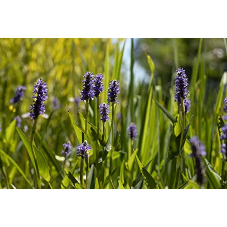 PlantaPro Pontederia cordata, Winterhart & Pflegeleicht, Wasserpflanze mit blauen bis violetten Blüten für Teichrand & Flachwasser, 9x9 cm Topf – Bild 3