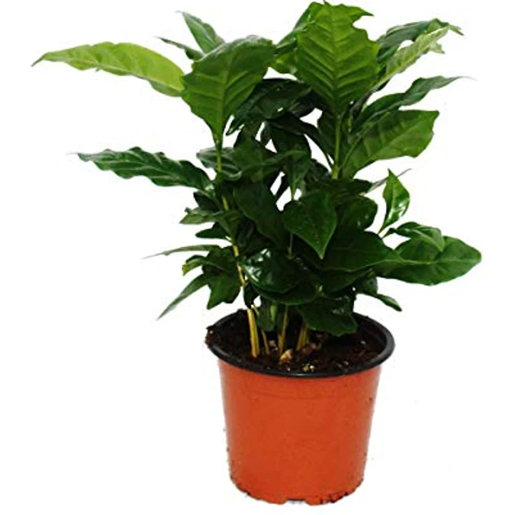 EXOTENHERZ - Kaffeepflanze - Coffea arabica - 1 Pflanze - pflegeleicht - luftreinigend - 12cm Topf – Bild 2