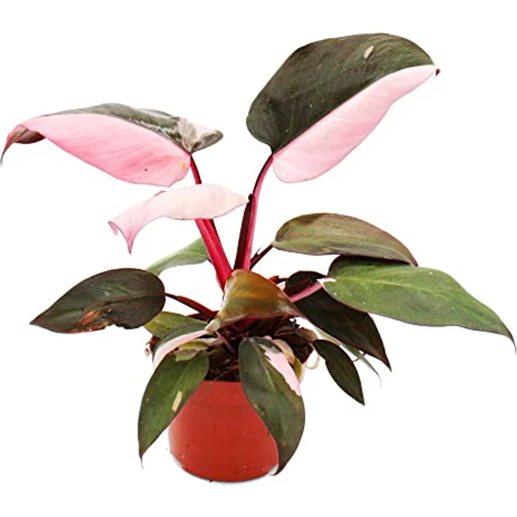 Exotenherz Philodendron Pink Princess, Rarität mit pink-schwarzen Blättern, 12cm Topf, ca. 25-30cm hoch – Bild 1