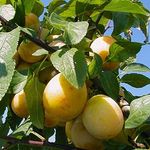 Mirabelle Nancy Mirabelle Busch, im 10L-Container, süß und aromatisch, guter Geschmack