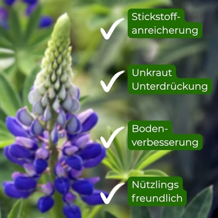 Samenshop24 Düngelupinen Blaue Süßlupinen Gründünger & Bodenkur 2,5kg – Bild 4