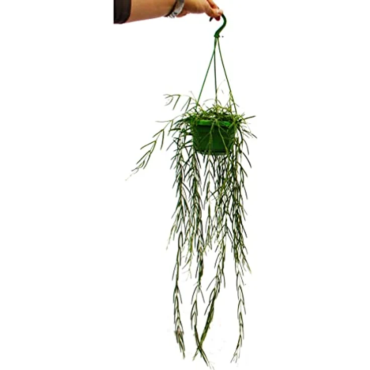 Exotenherz Hoya Linearis, Wachsblume zum Hängen, 12cm Topfgröße, elegante Porzellanblüten, ca. 30-50cm Gesamtlänge – Bild 2