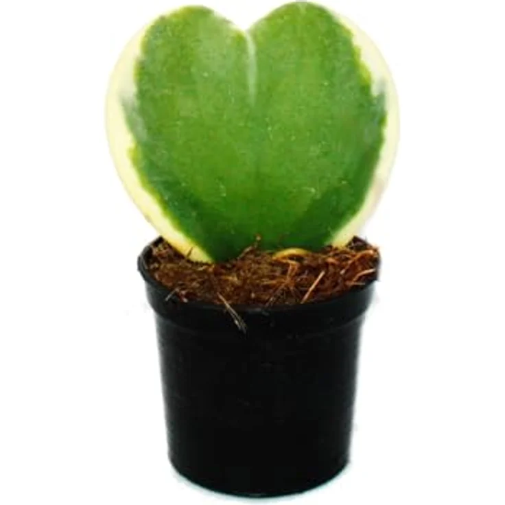 Exotenherz Hoya kerii Herzblatt-Pflanze, zweifarbiges Blatt, 6cm Topf, pflegeleichte Sukkulente – Bild 2