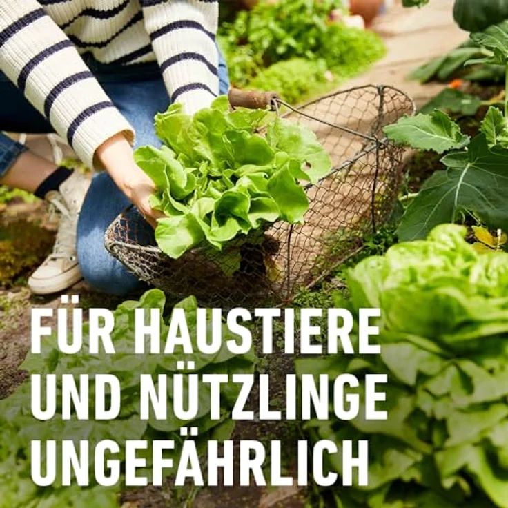 COMPO® Schneckenkorn, 1,1 kg – Bild 7